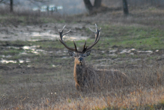 PASSIONE PER IL CERVO